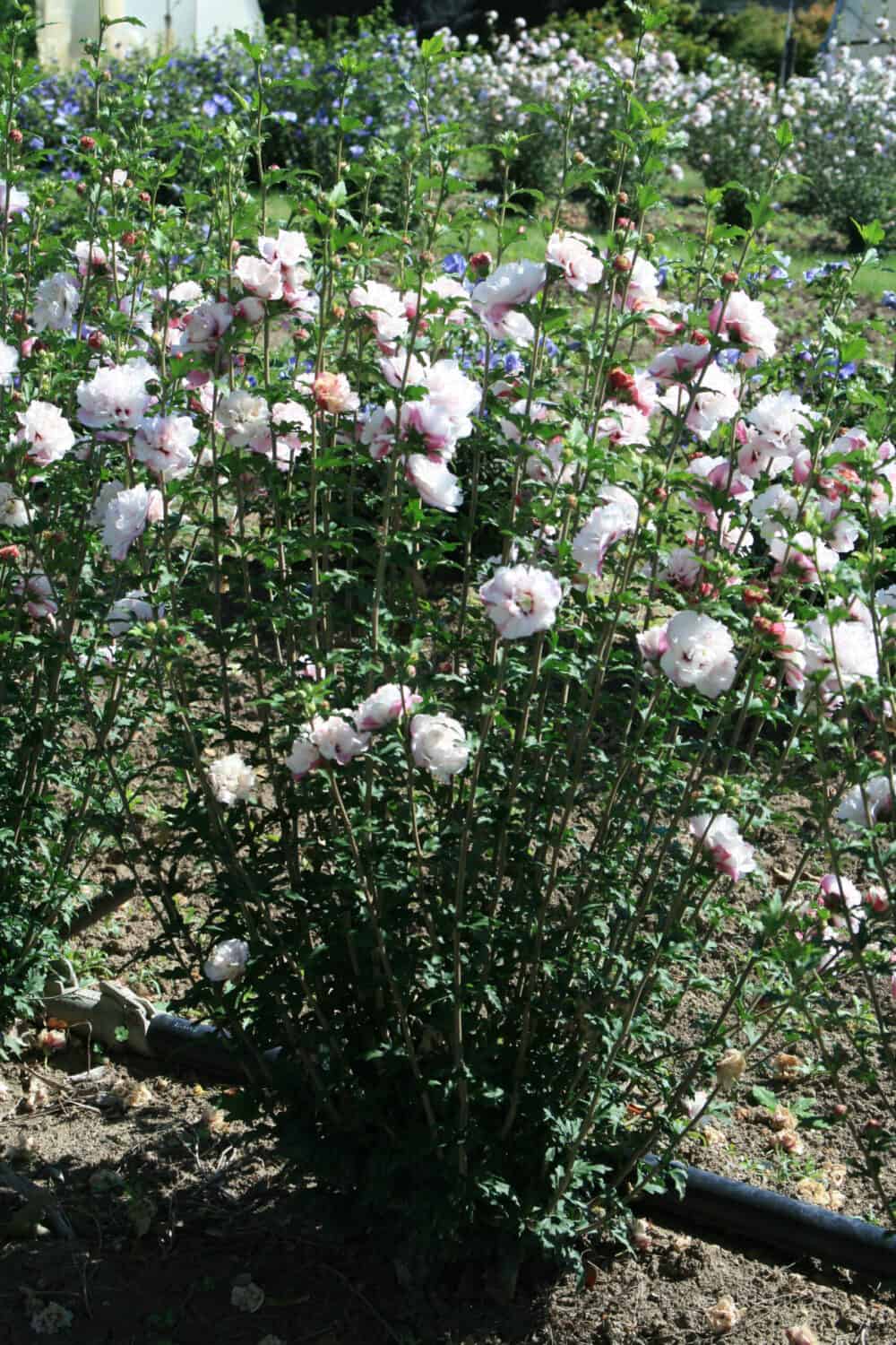 French Cabaret™ Blush Hibiscus Plant Guide